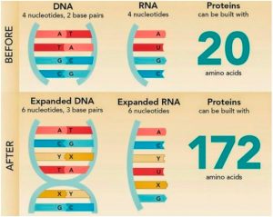 دانشمندان اولین حیات را بوسیله DNA بیگانه ایجاد کردند