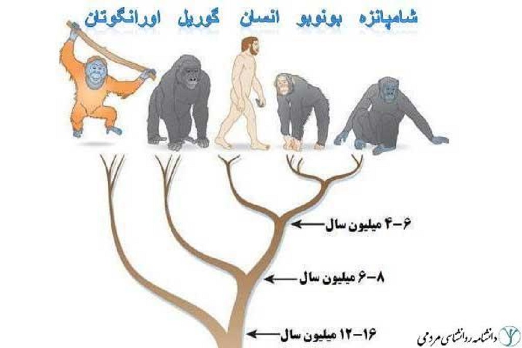 تکامل چیست؟