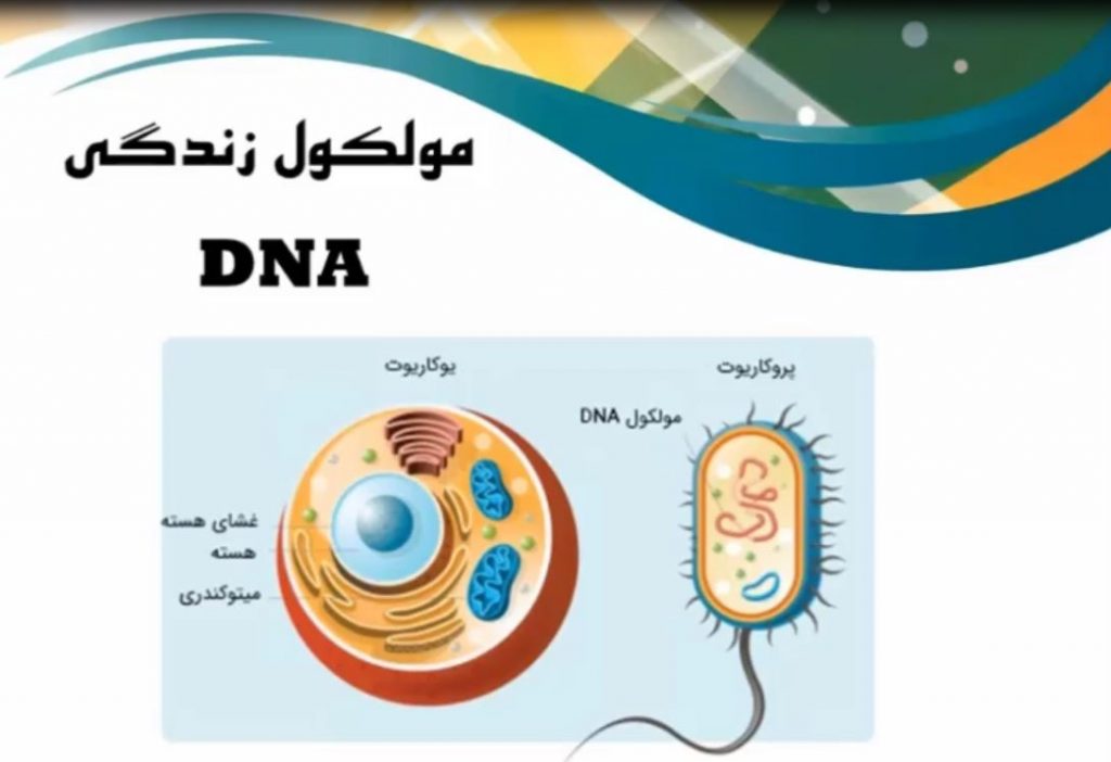 استخراج DNA