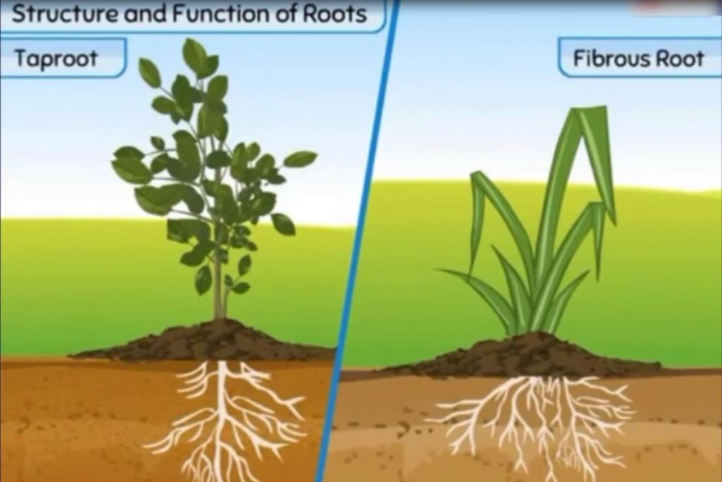 گیاهان – ریشه و انواع آن